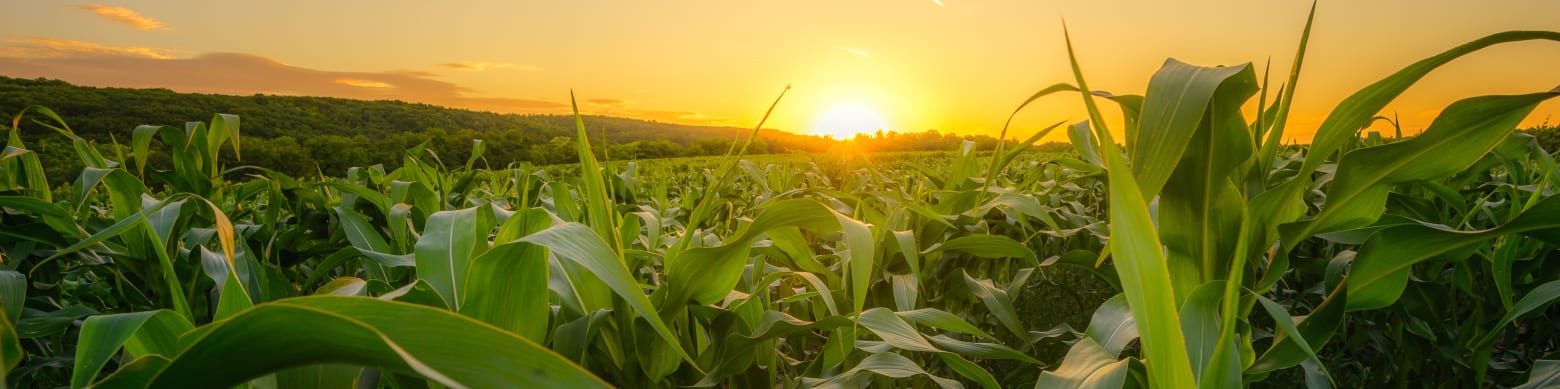 Ayr Farmers Mutual Insurance Company Protects Homes, Farms, Businesses and Vehicles in Ayr, Ontario